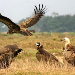 विश्वबाट लोपोन्मुख गिद्ध डाइक्लोफेनेकमुक्त भएको १२ वर्षपछि  दैलेखमा देखियो