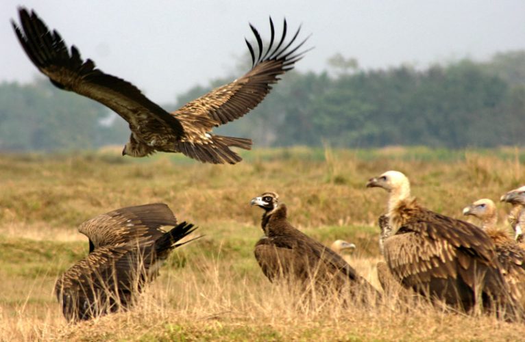 विश्वबाट लोपोन्मुख गिद्ध डाइक्लोफेनेकमुक्त भएको १२ वर्षपछि  दैलेखमा देखियो