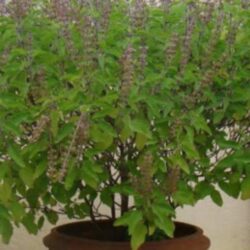 आज निर्जला एकादशी, घर घरमा तुलसीको बिउ राखिदै