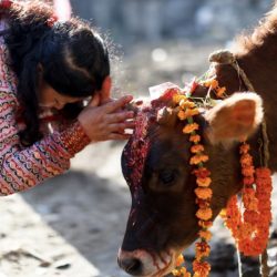 आज तिहारको चौथो दिन गाई तिहार