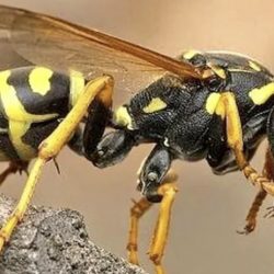 सल्यानमा अरिंगालले टोक्दा आमाछोरीको मृत्यु