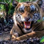 बाघको आक्रमणबाट बर्दियामा २ जनाको मृत्यु