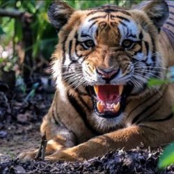 बाघको आक्रमणबाट बर्दियामा २ जनाको मृत्यु