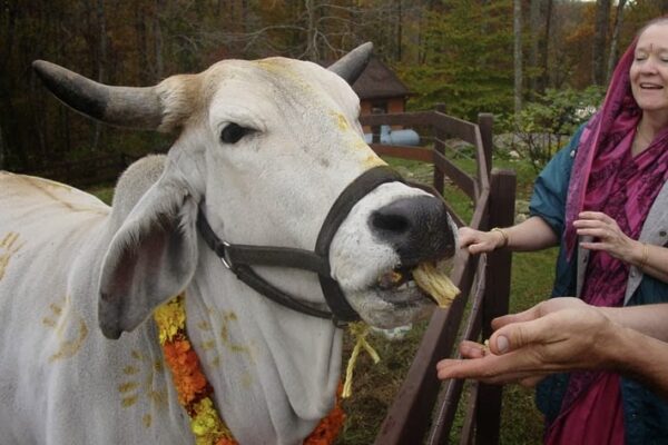 यमपञ्चकको चौथो दिन आज गोवर्द्धन पूजा