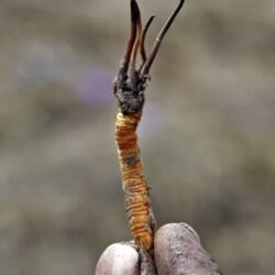 यार्सा टिप्न गएका २ जनाको मृत्यु